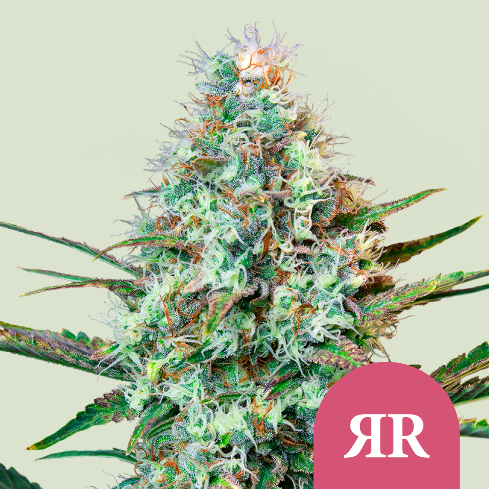 Royal Queen Seeds Semená konope Royal Runtz feminizované 3 ks