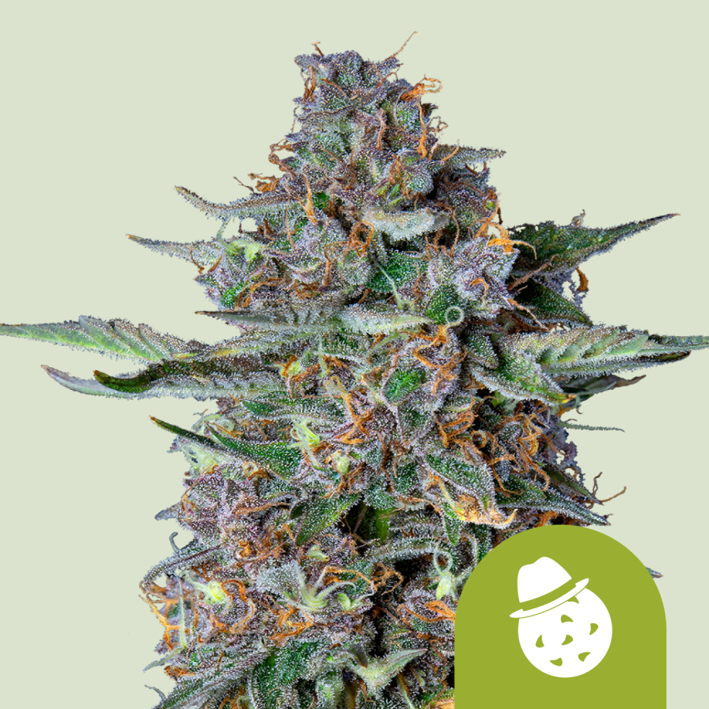 Royal Queen Seeds Cannabis Seeds Do-si-dos Auto 3 ks