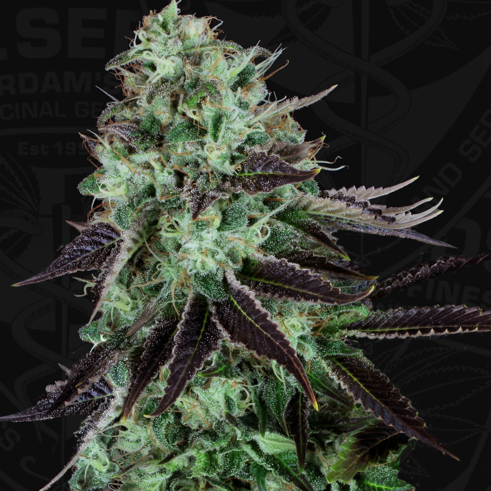 T.H.Seeds™ Cannabis Seeds Darkstar™, rôzne balenia, bežné 5+1 ks