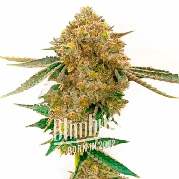 Blimburn Seeds Semená kanabisu Durban Poison Auto 3 ks