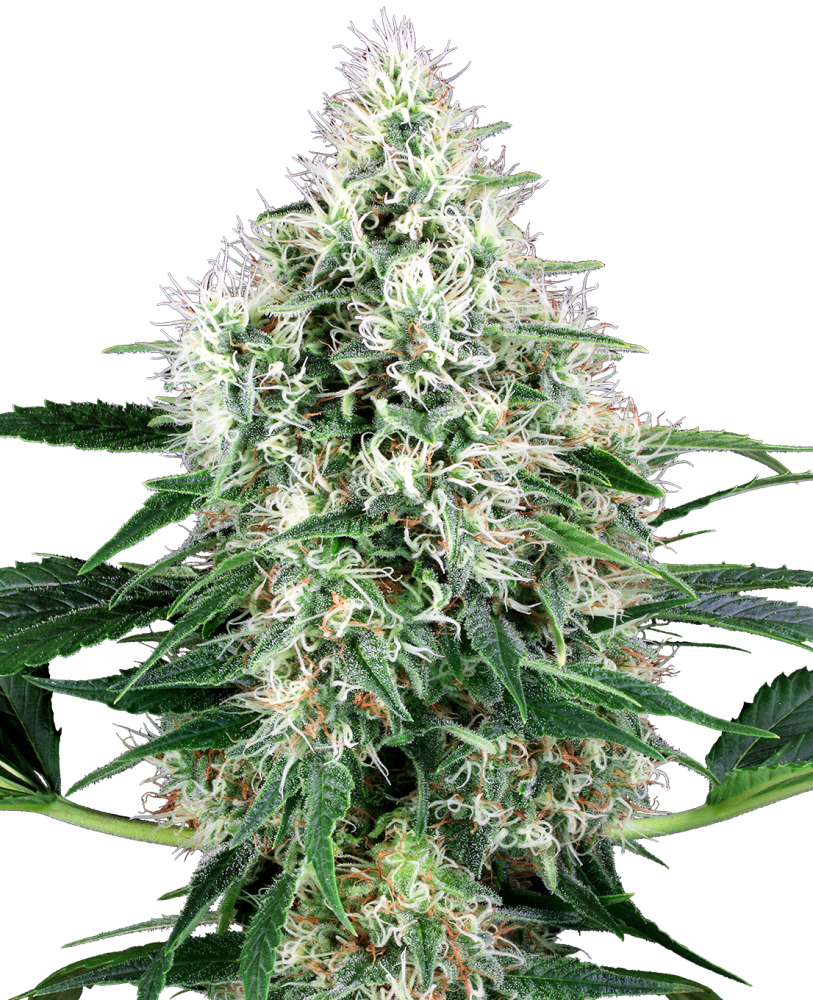 Sensi Seeds Cannabis Seeds Pure Power Plant Automatic Feminized by White Label, 3-10 ks 5 ks