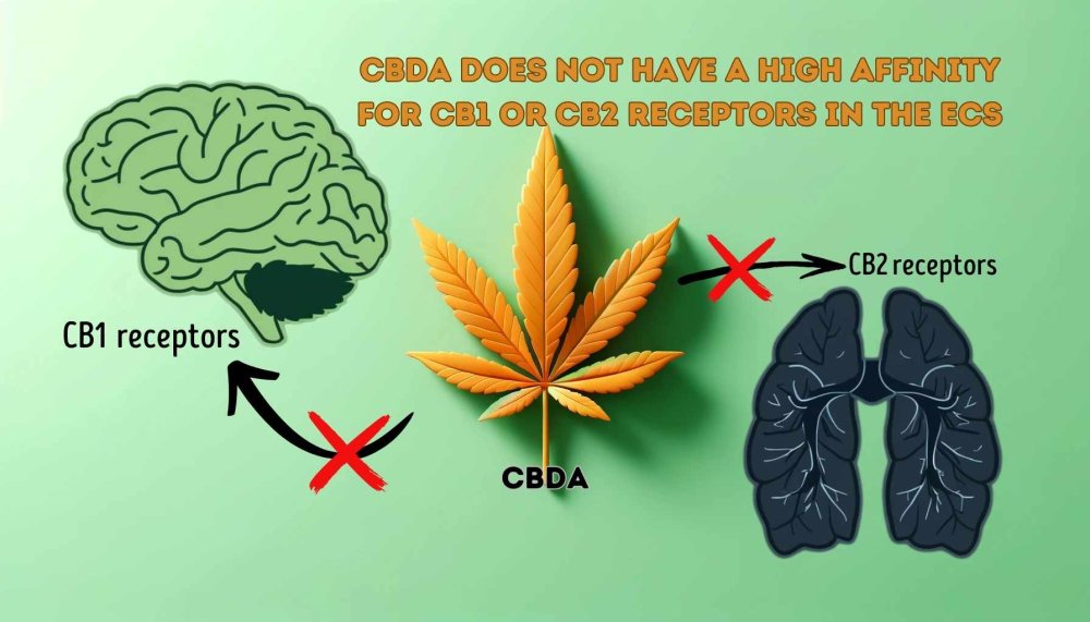 An illustration explaining the relationship of CBDa to CB1 and CB2 receptors in the endocannabinoid system (ECS), the figure shows that CBDa does not have a high affinity for these receptors