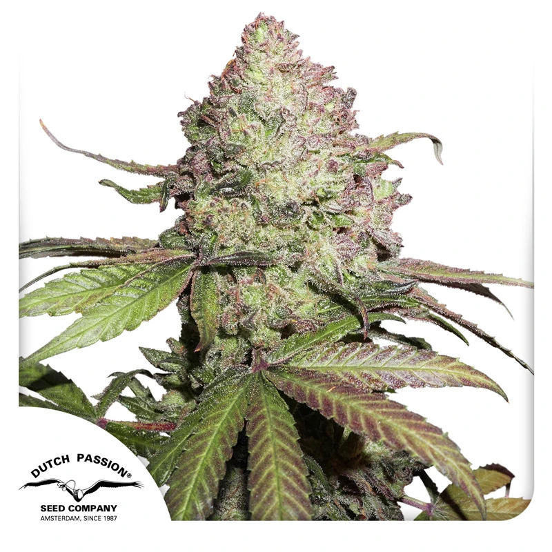 Dutch Passion Semená kanabisu CBD Auto Charlotte's Angel® Autoflowering 3 ks