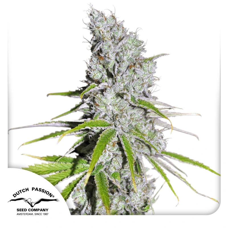 Dutch Passion Feminizované semená kanabisu CBD Skunk Haze ® 3 ks