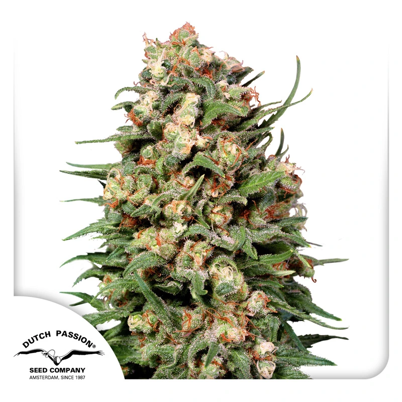 Dutch Passion Cannabiszaden Skunk #1 Regulier