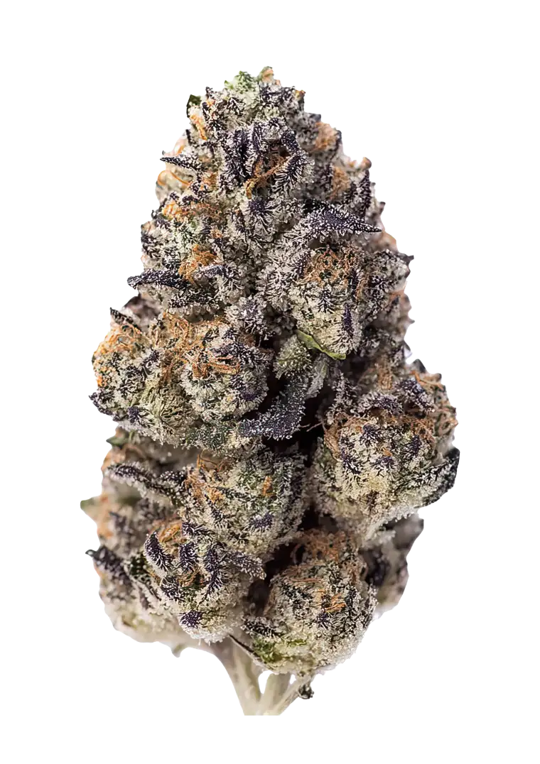 Fast Buds Semená kanabisu z papájového šerbetu, feminizované 1 ks