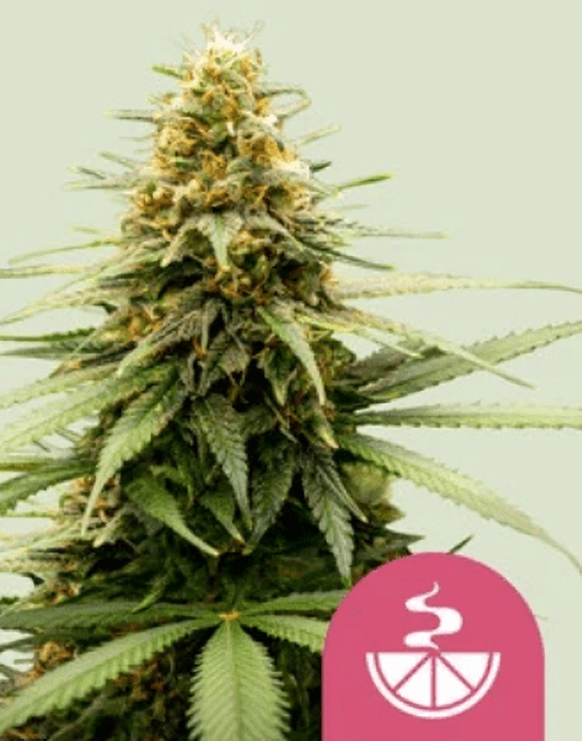 Royal Queen Seeds Feminizované semená kanabisu Lemon Skunk 1 ks