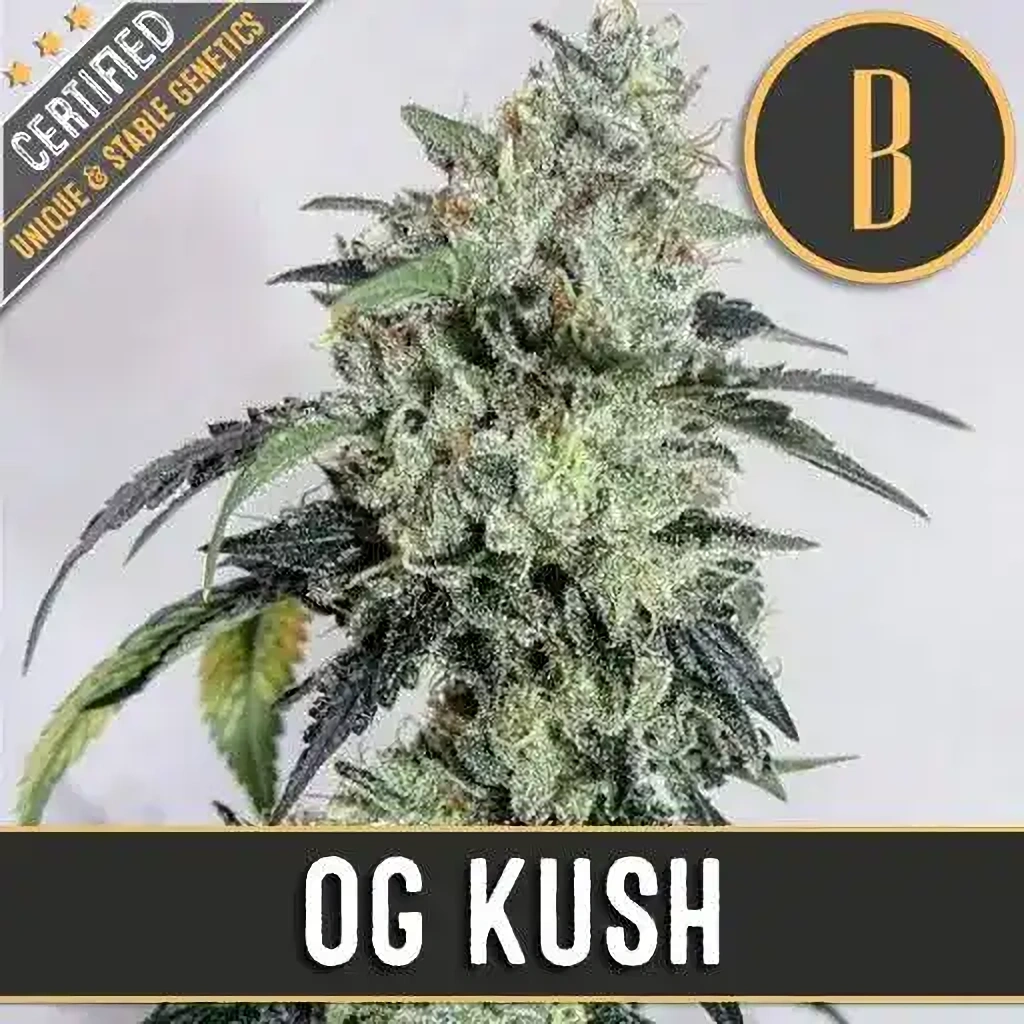 Blimburn Seeds Feminizované semená kanabisu OG Kush 6 ks