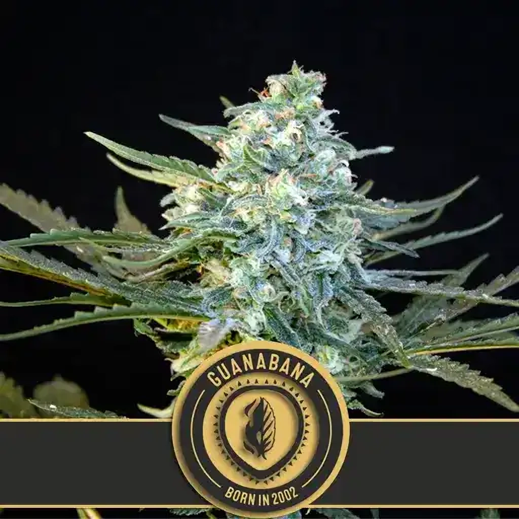 Blimburn Seeds Semená kanabisu Guanabana feminizované 9 ks