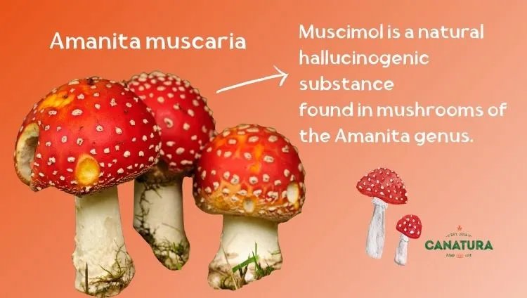 Mushrooms red fly agaric—Amanita muscaria and infographics describing that muscimol is a natural hallucinogenic substance found in mushrooms of the genus Amanita
