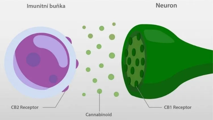 CBD and the endocannabinoid system – CB1 and CB2 receptors and the effects of CBD on inflammation and atherosclerosis