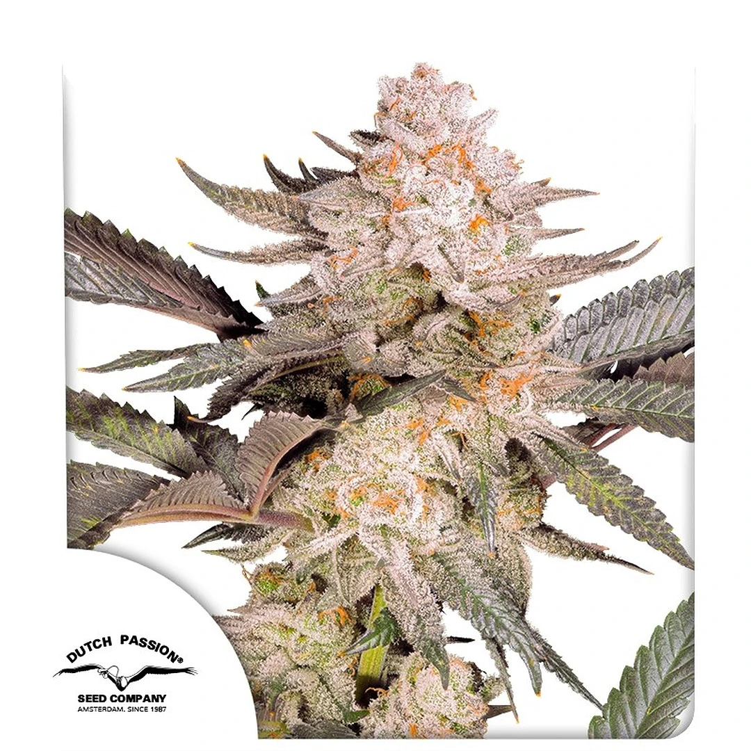 Dutch Passion sjemenke kanabisa Orange Bud 2.0 ® feminizirane 3