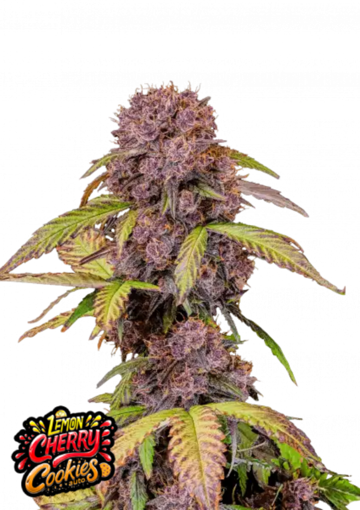 Fast Buds Cannabis Seeds Lemon Cherry Cookies Auto 5 ks