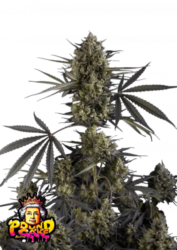 Fast Buds Cannabis Seeds Pound Cake Auto 3 ks