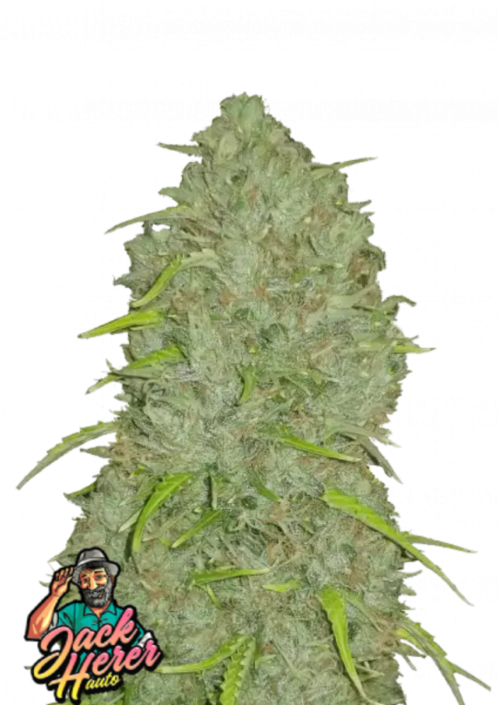 Fast Buds Cannabis Seeds Jack Herer Auto 5 ks