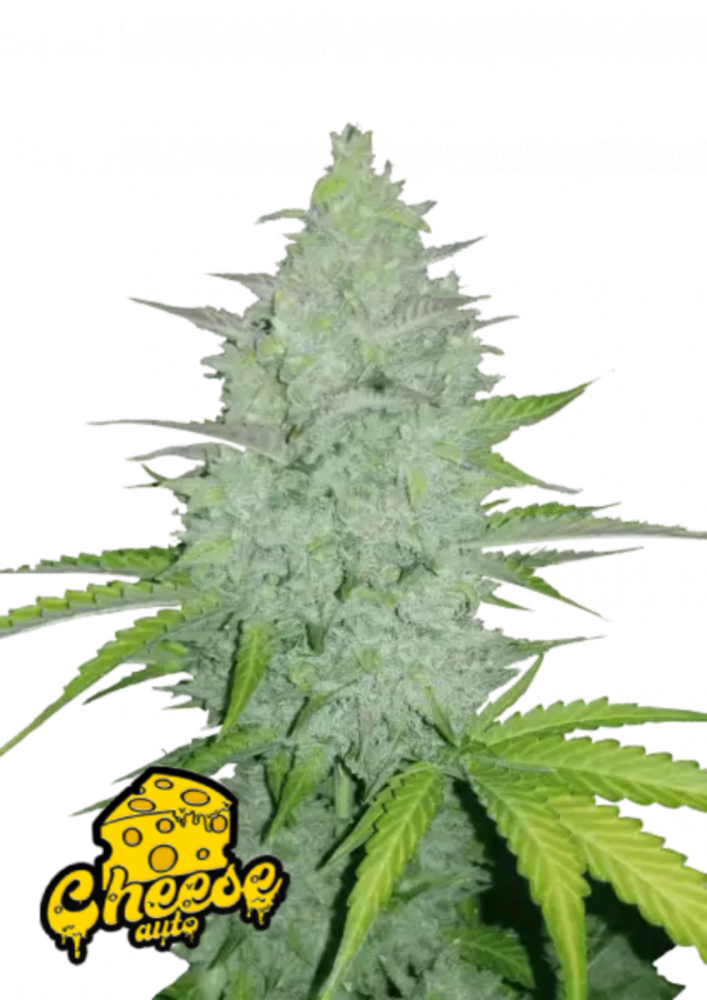 Fast Buds Cannabis Seeds Cheese Auto 5 ks
