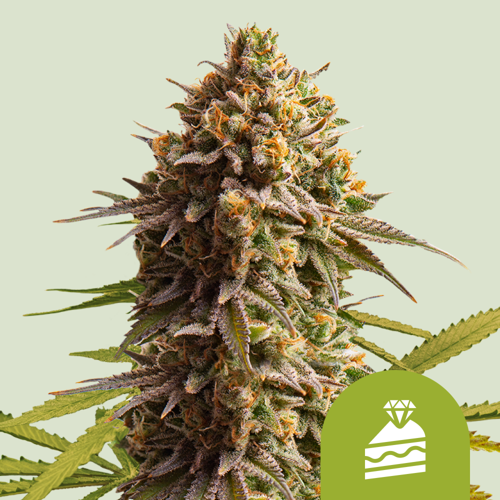 Royal Queen Seeds Cannabis Seeds Wedding Cake Auto 3 ks