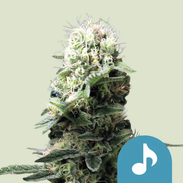 Royal Queen Seeds Cannabis Seeds Dance World Feminizované (High CBD) 10 ks