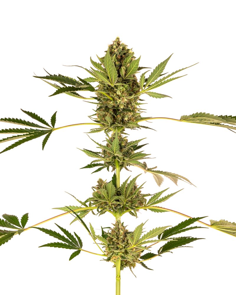 Sensi Seeds Semená kanabisu Himalájske CBD® feminizované, 3-10 ks 3 ks