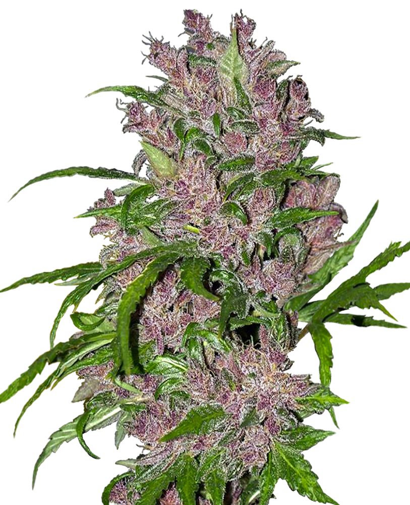 Sensi Seeds Cannabis Seeds Purple Bud Automatic Feminized by White Label, 3-10 ks 3 ks