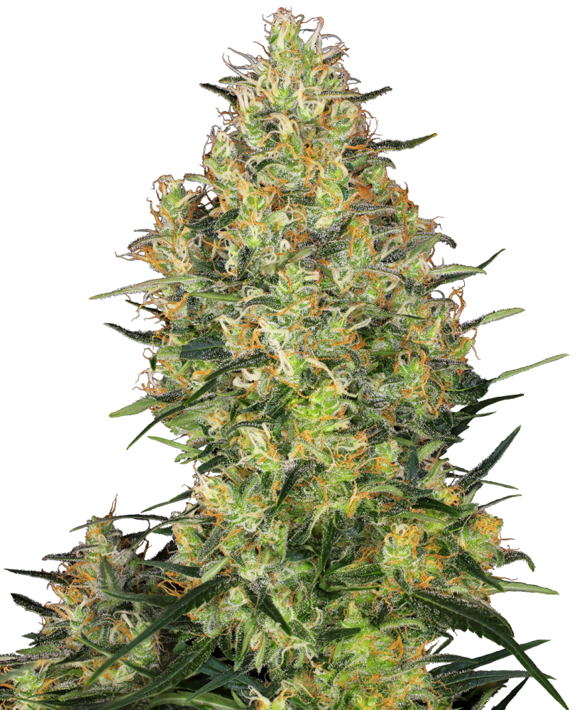Sensi Seeds Cannabiszaden Shiva Skunk® Gefeminiseerd, 3-25 stuks