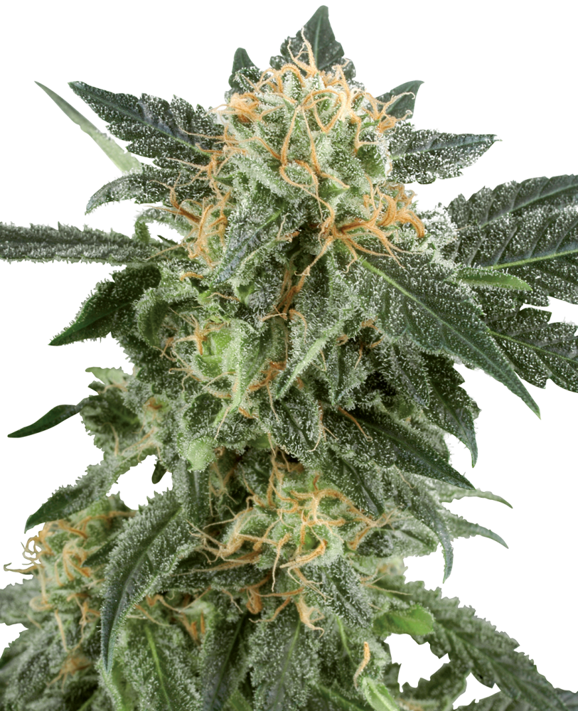 Sensi Seeds Cannabis Seeds Snow Ryder Automatic Feminized by White Label, 3-10 ks 5 ks