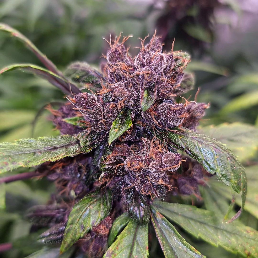 Dutch Passion Cannabiszaden Auto Forbidden Cherry® Autoflowering