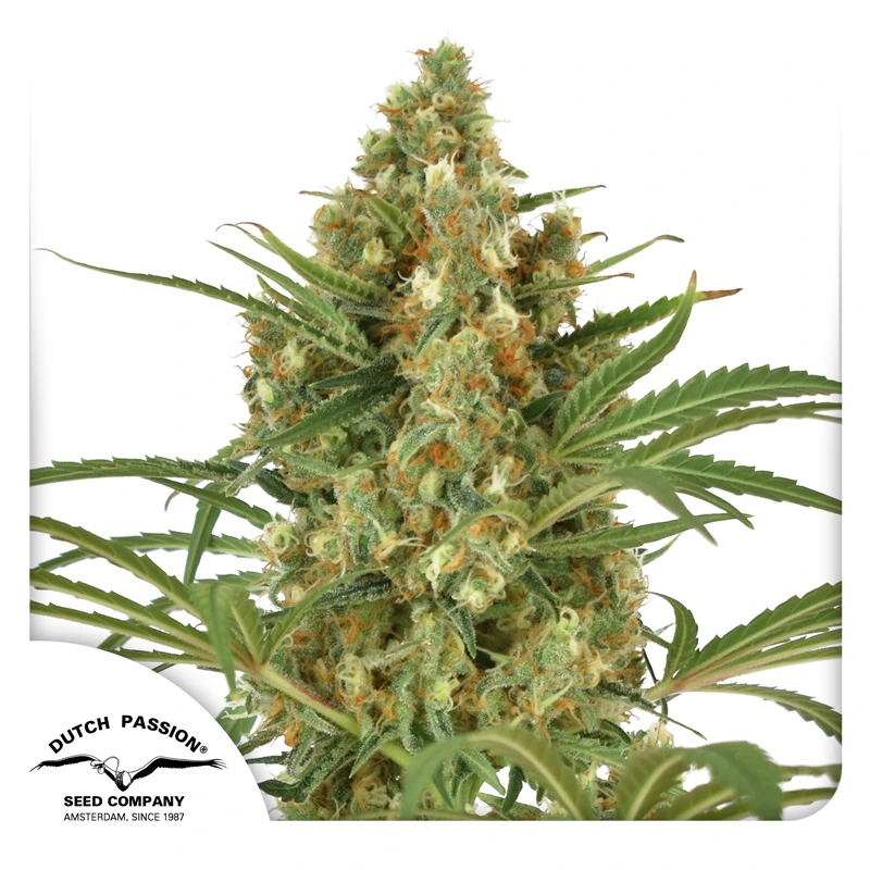 Dutch Passion Cannabiszaden SnowBud® Gefeminiseerd