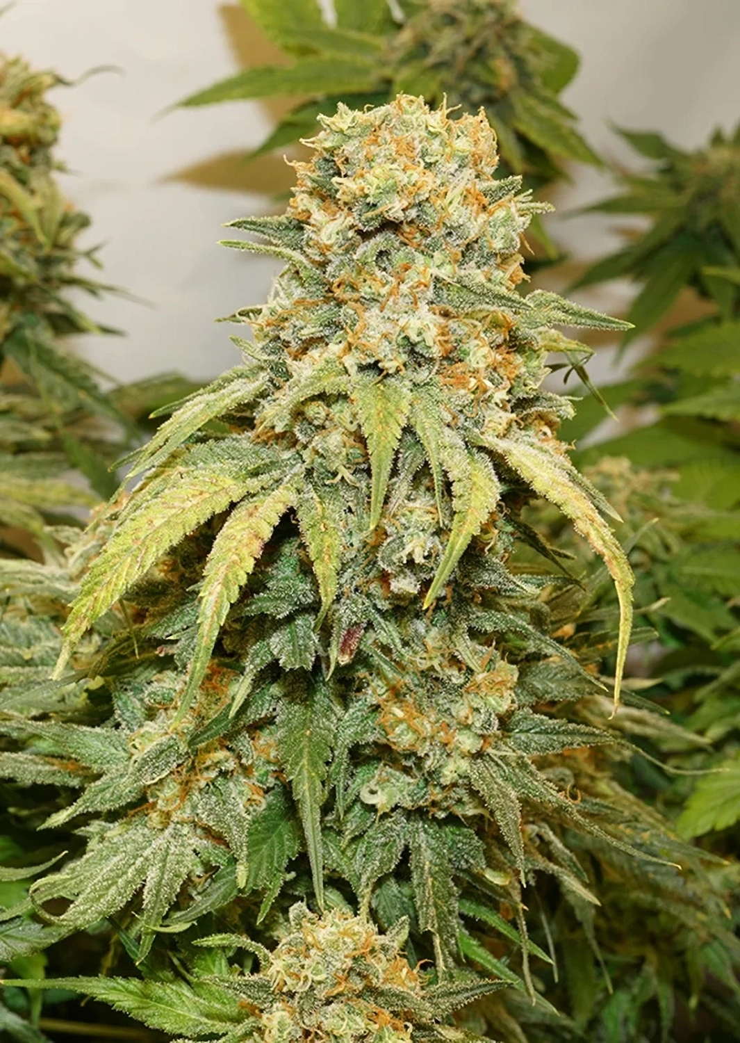 Dutch Passion Cannabiszaden Banana Blaze® Gefeminiseerd