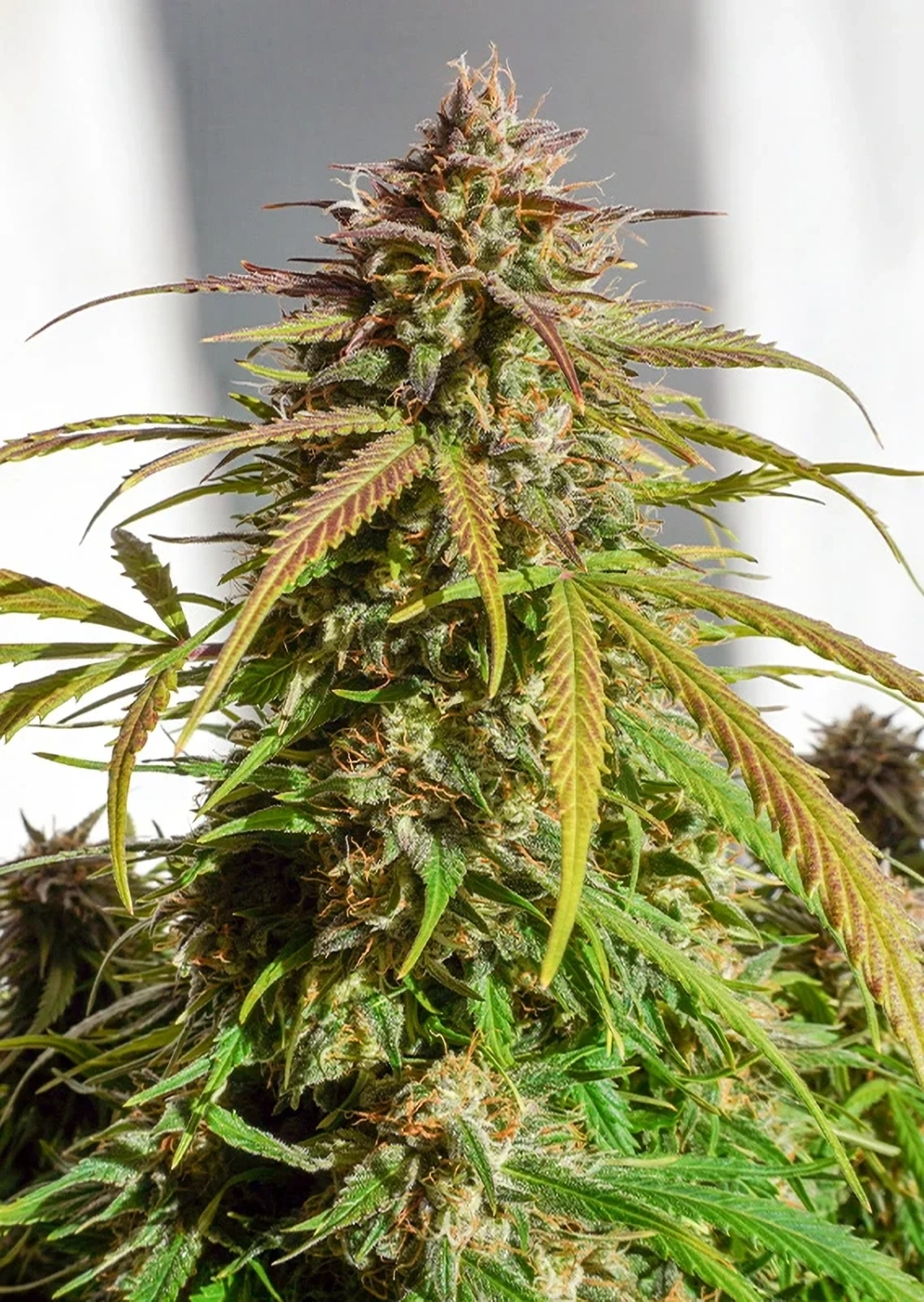 Dutch Passion Cannabis Seeds Auto Orange Bud® Autoflowering 7 ks