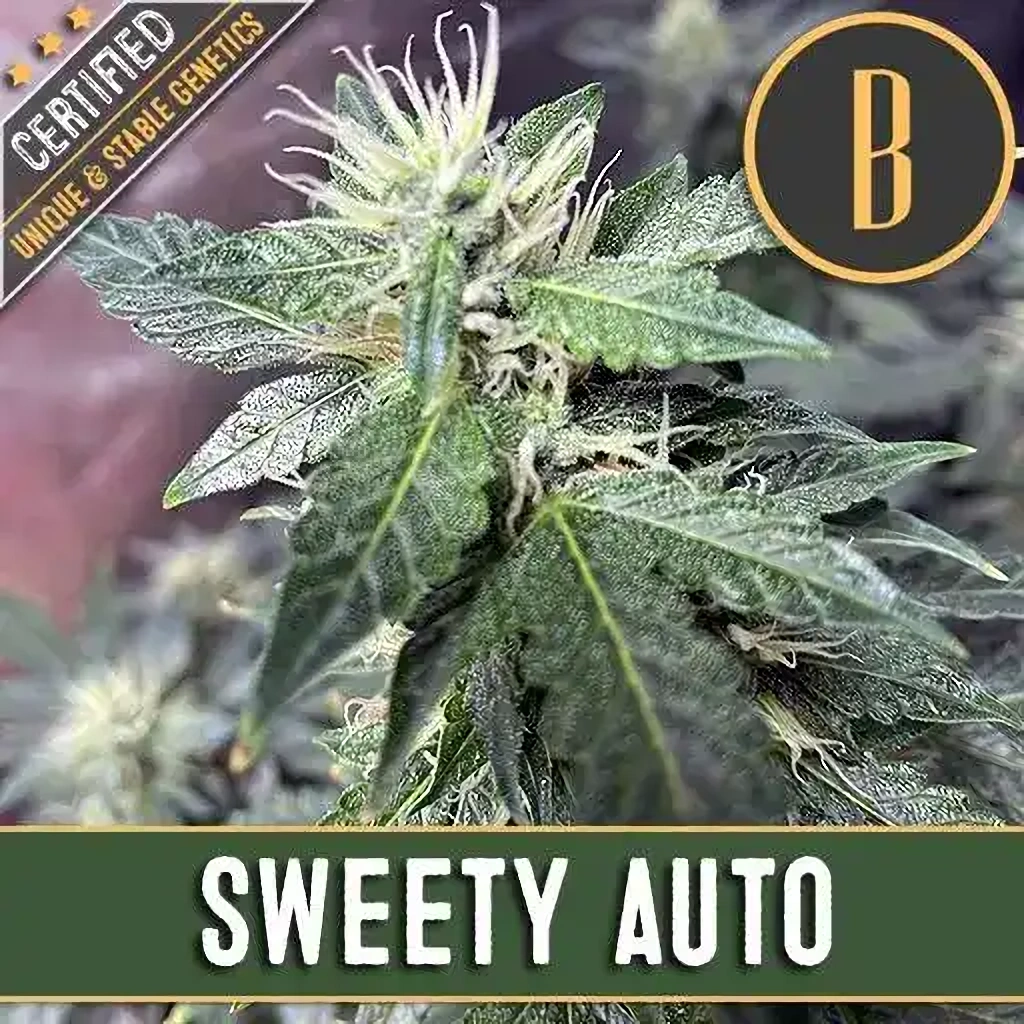 Blimburn Seeds Cannabis Seeds Sweety Auto 6 ks