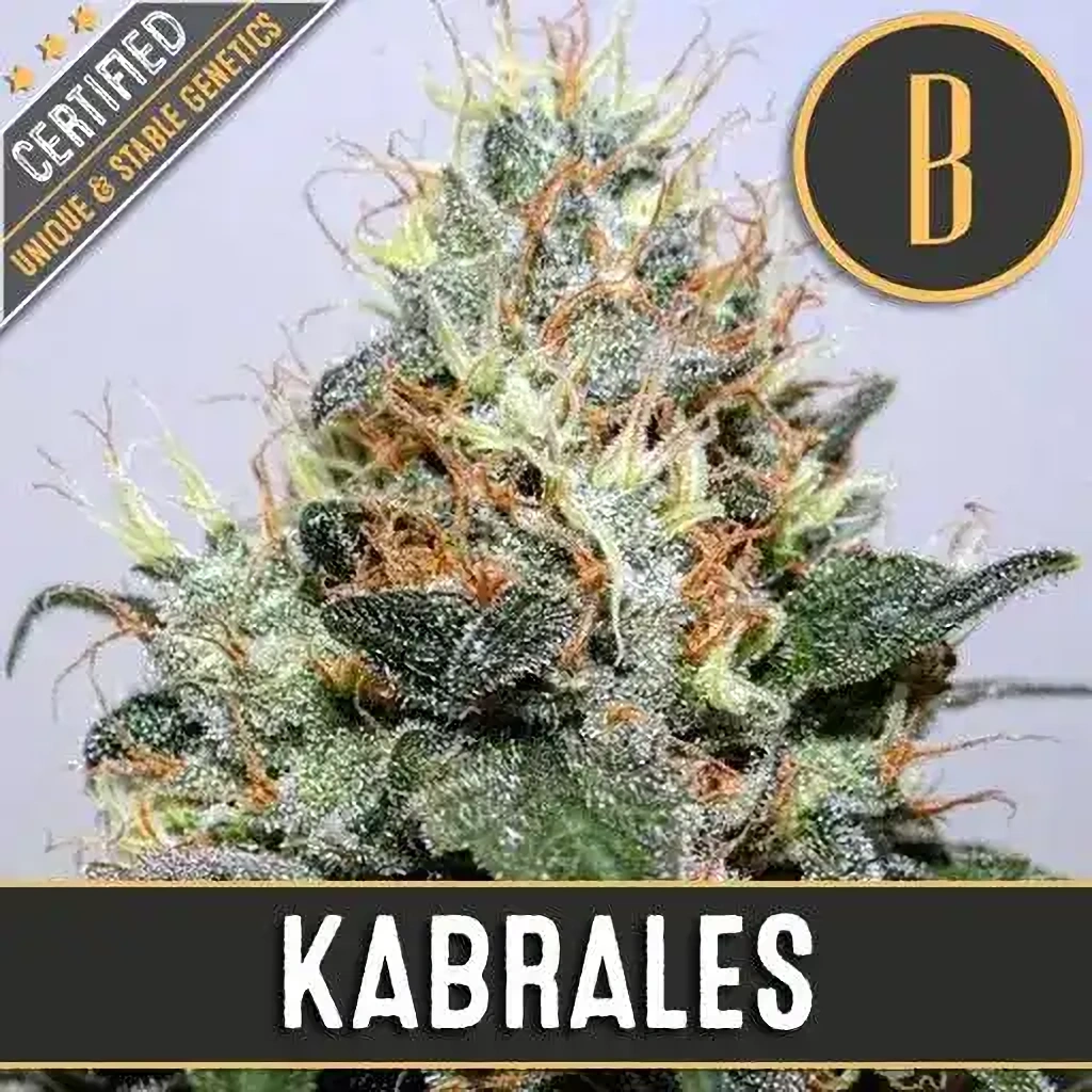Blimburn Seeds Feminizované semená kanabisu Kabrales 6 ks