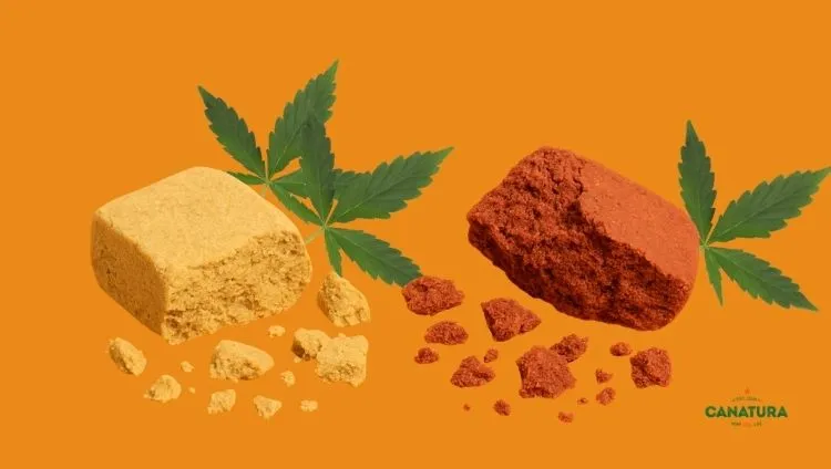 On the left, Blond Lebanon hash (yellow), which comes from an early harvest, and on the right, Red Lebanon hash (red), which comes from a later harvest, on an orange background, with the Canatura logo at the bottom right