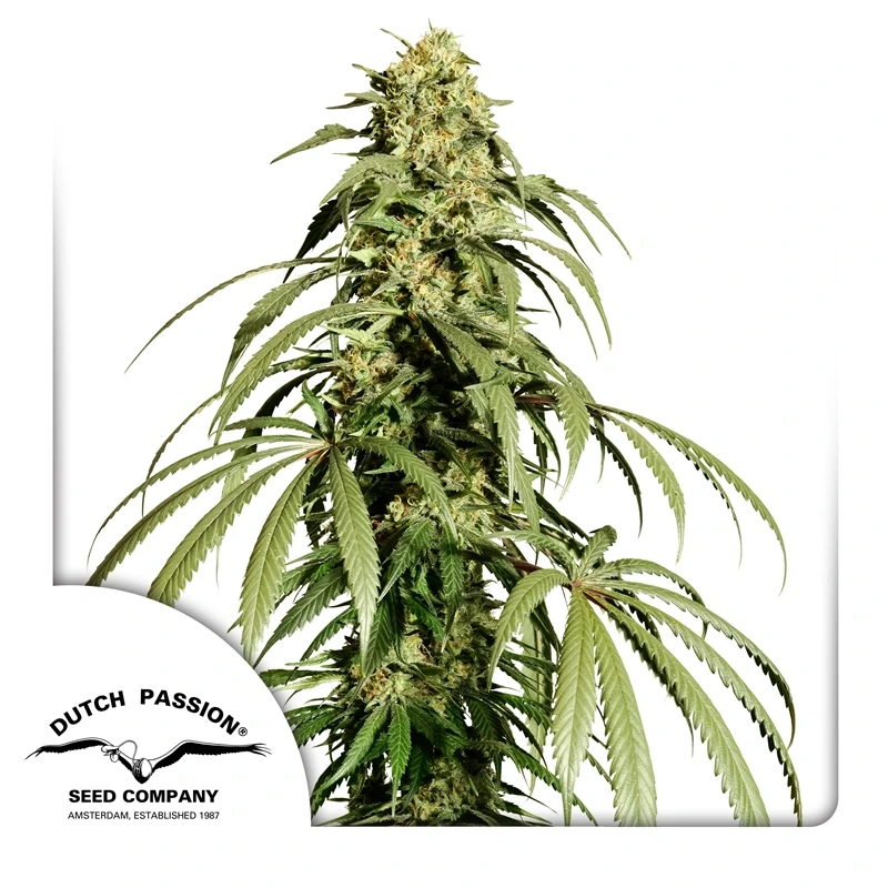 Dutch Passion Feminizované semená kanabisu Ice Cream Haze® 3