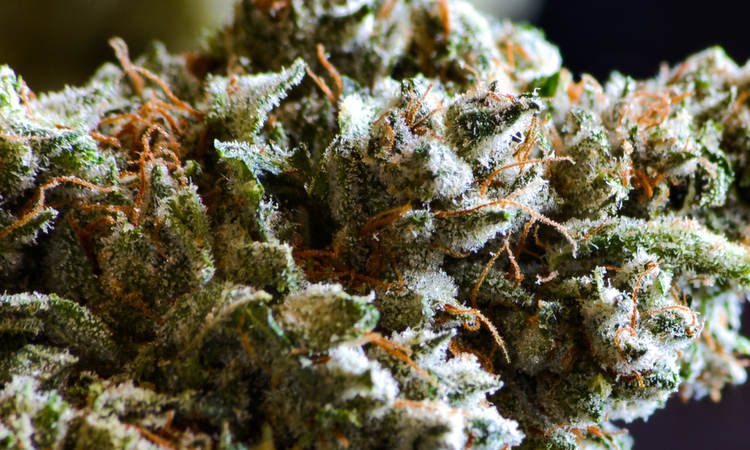 Clean cannabis bud close-up with trichomes, high-quality uncontaminated flower