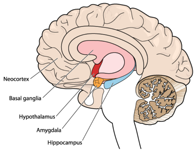 A diagram of the human brain showing areas associated with reward and addiction, including the neocortex, basal ganglia, and hypothalamus.