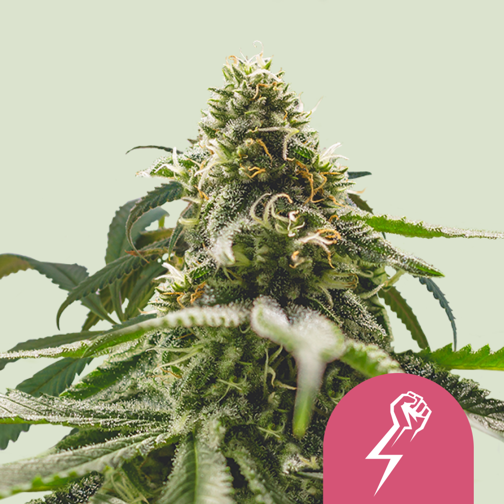 Royal Queen Seeds Cannabis Seeds Green Crack Punch Feminizované 3 ks