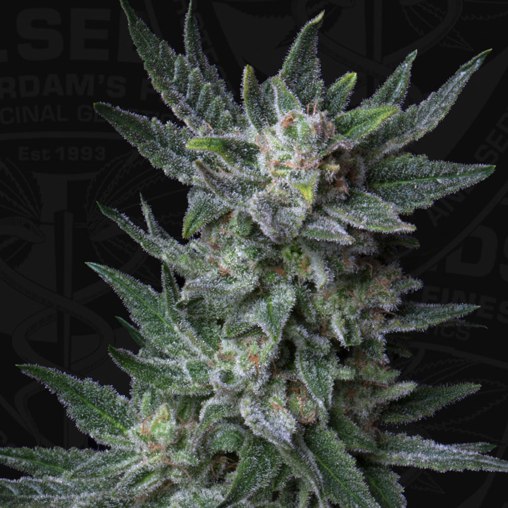 T.H.Seeds™ Auto Bubblegum zo semien kanabisu, rôzne balenie, feminizované 2 ks