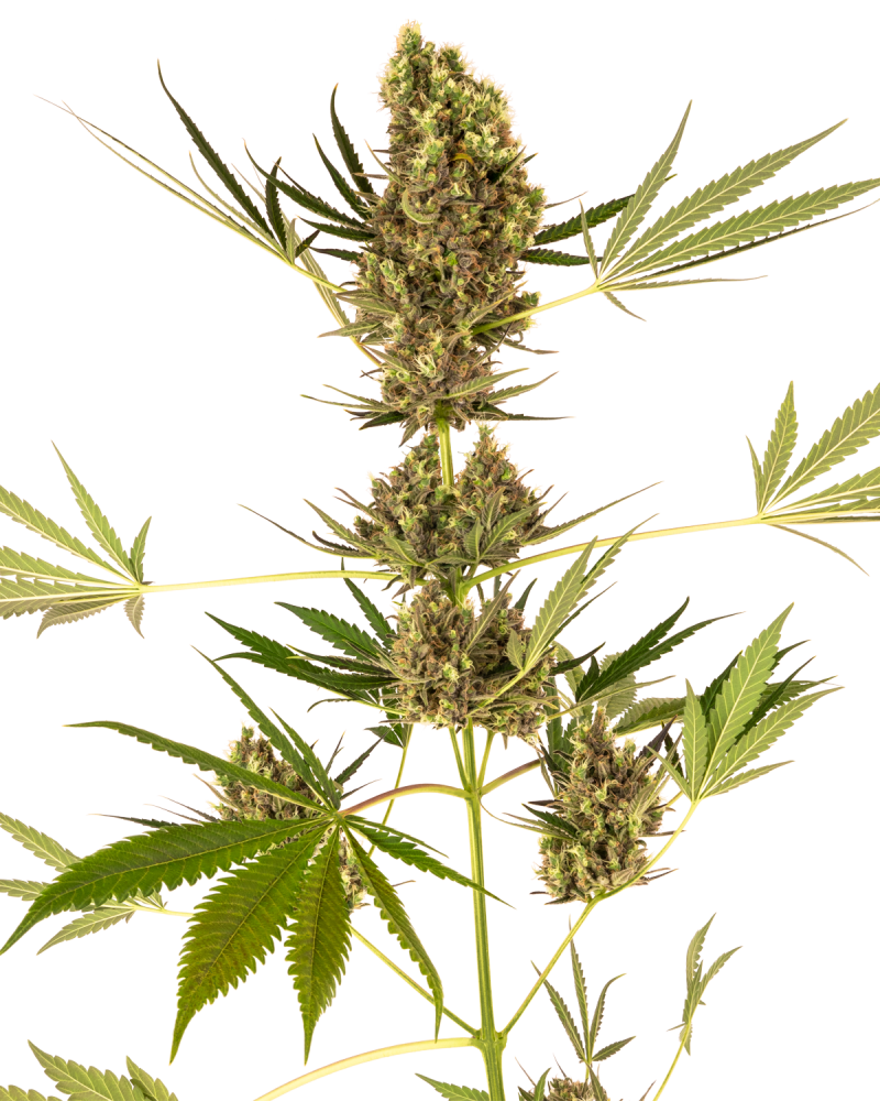 Sensi Seeds Semená kanabisu Alpine Delight CBD® Automatic Feminized, 3-10 ks 3 ks