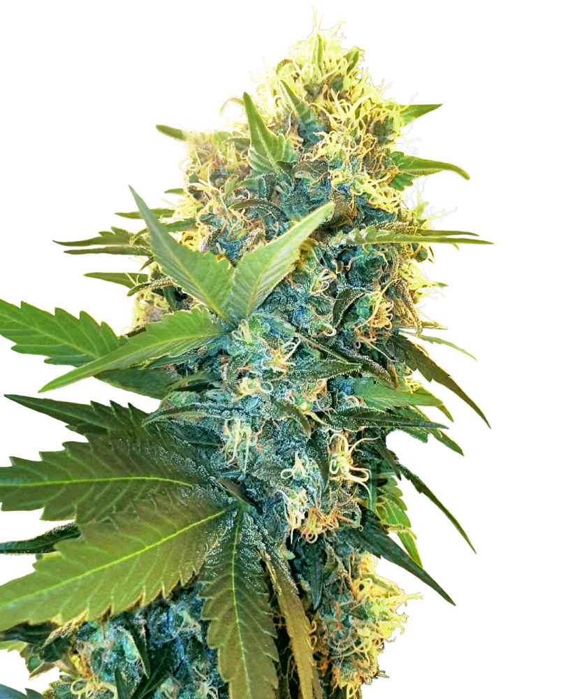 Sensi Seeds Feminizovaný koláč so semienkami kanabisu Double Kush Cake, 3-10 ks 3 ks