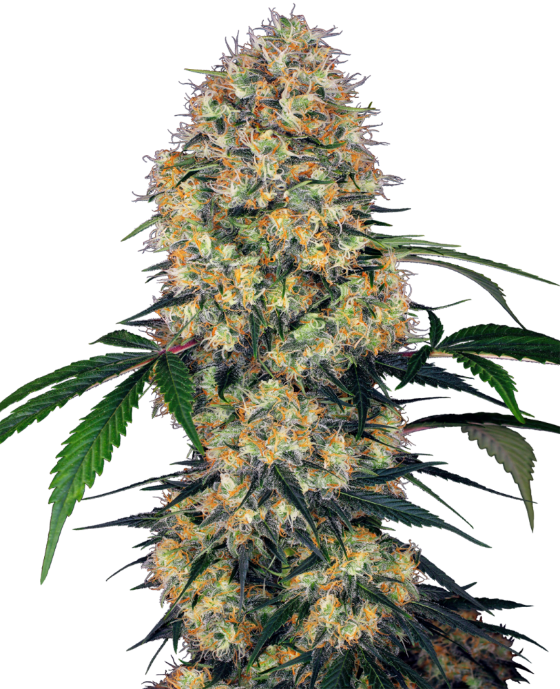 Sensi Seeds Cannabis Seeds Sensi Amnesia XXL Automatic Feminized, 3-10 ks 10 ks
