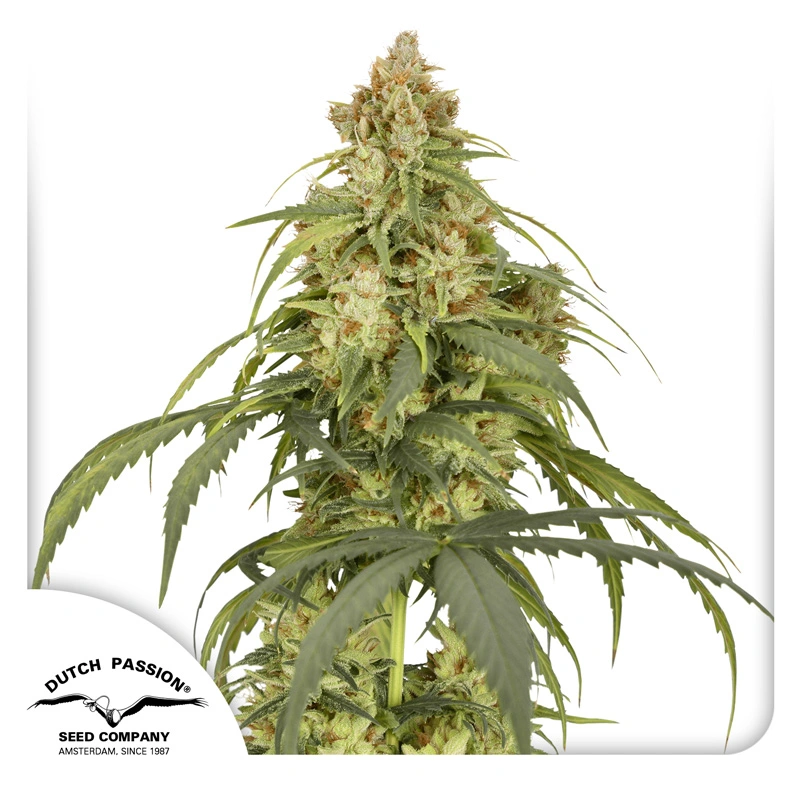 Dutch Passion Autoflowering Cannabis Seeds Auto CBD-Victory® 3 ks