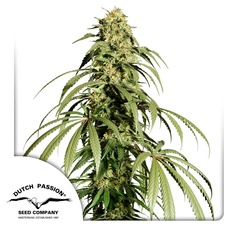 Dutch Passion Cannabiszaden Ice Cream Haze® Regular