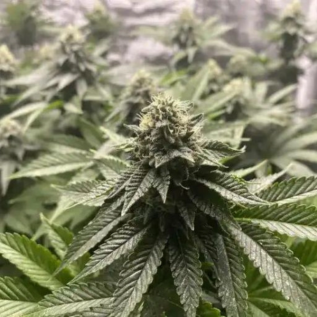 Blimburn Seeds Semená kanabisu Girl Scout Cookies Auto 6 ks