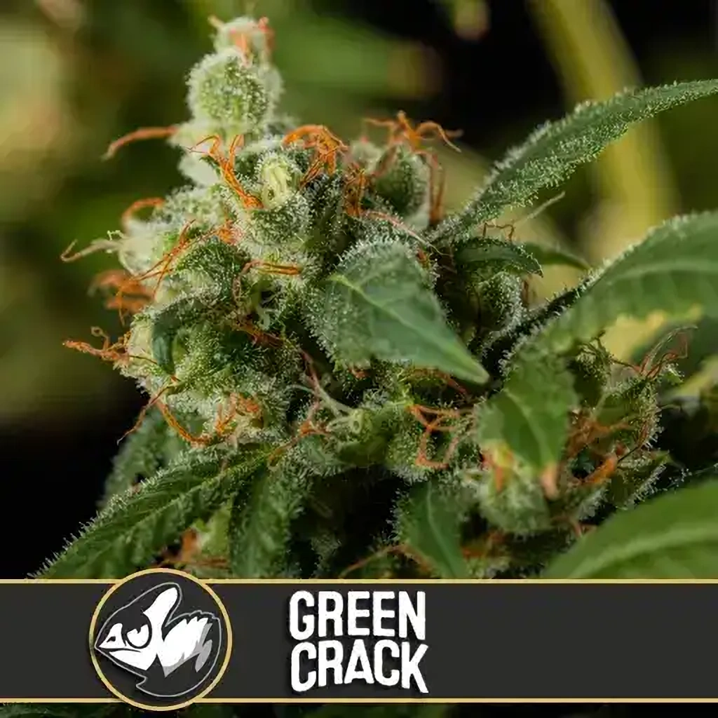 Blimburn Seeds Semená kanabisu Green Crack Feminized 3 ks